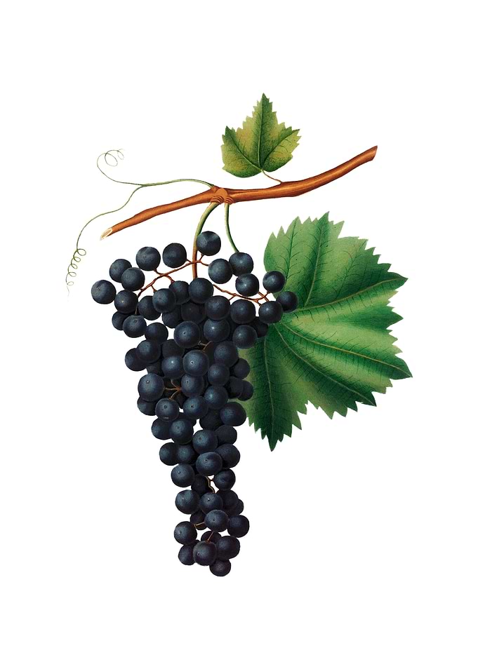 Vintage Berzemina Grape