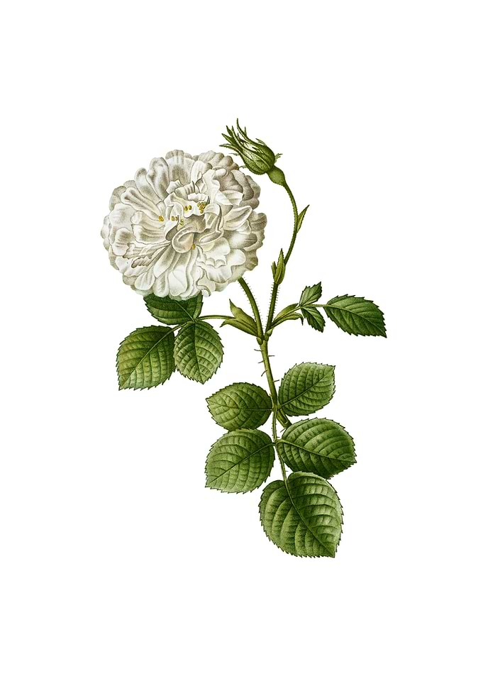 Vintage White Rose of York