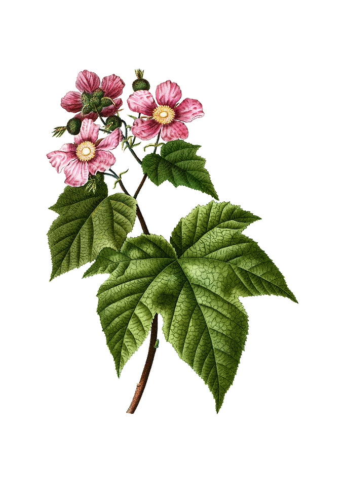 Purple Flowered Raspberry