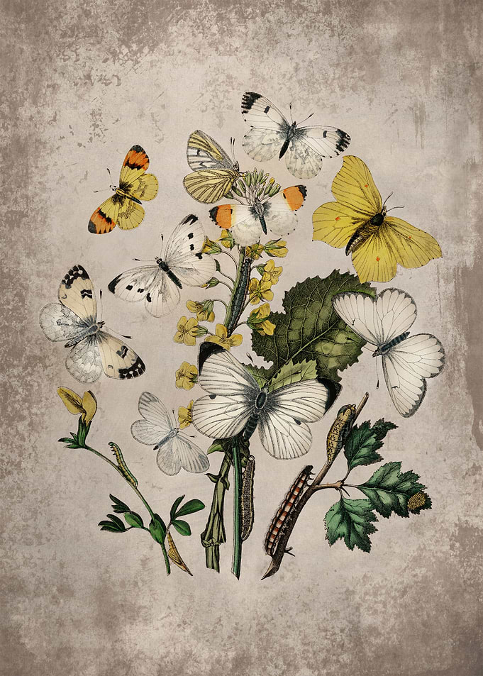 Butterflies Floral Art 2