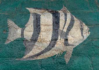 Fishy Street Art