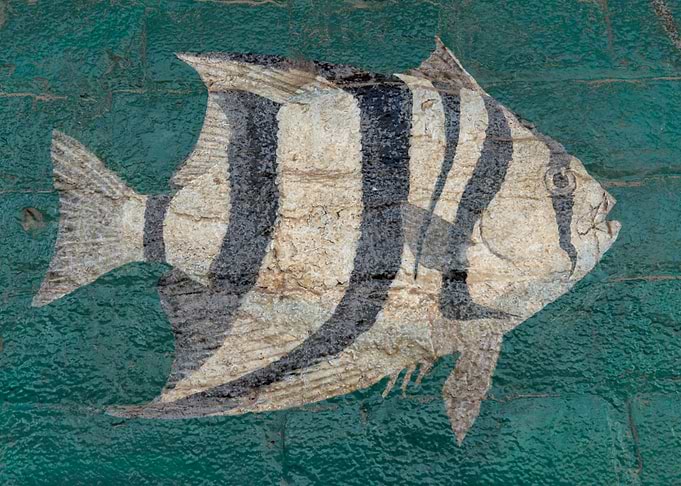 Fishy Street Art