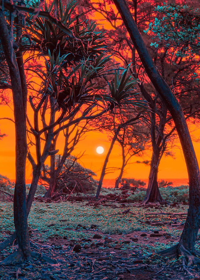 Spicy Sunset
