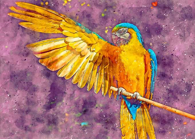 Parrot Colorful Watercolor