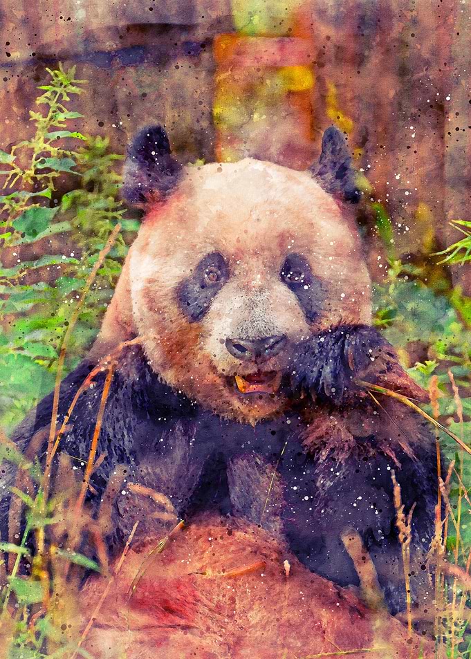 Cute Panda Watercolor