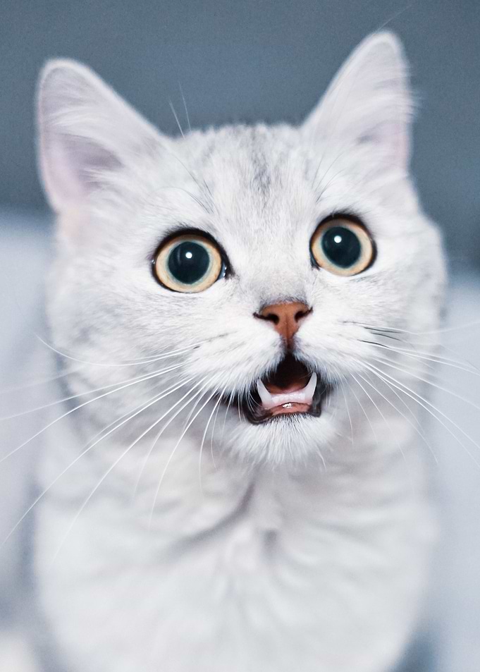cute cat