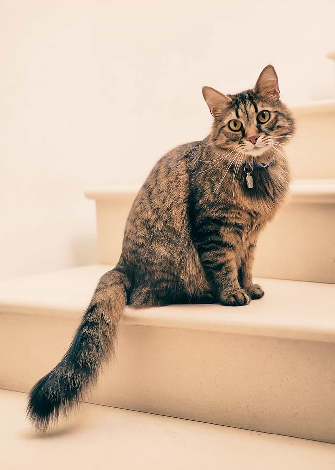 cute cat