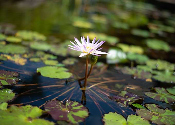 Water Lilly