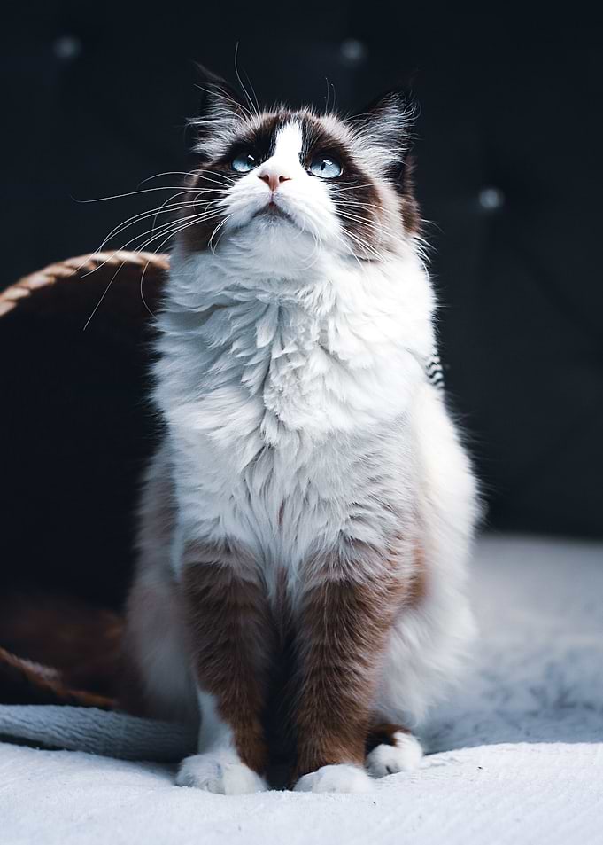 cute cat