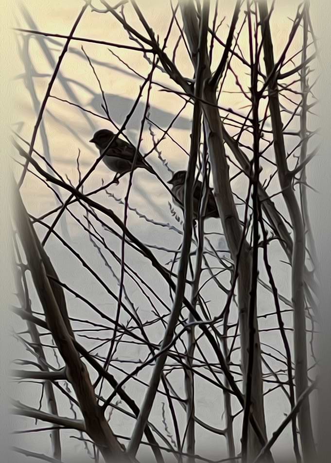 The morning birds