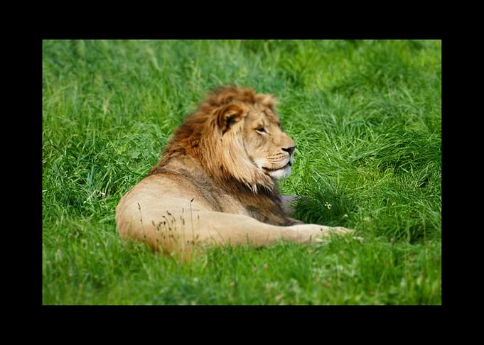 Lion