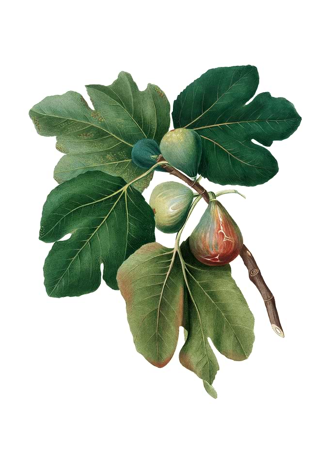 Vintage Common Fig Fruit