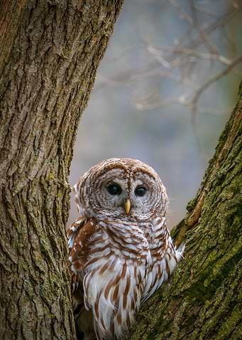 Barred Owl