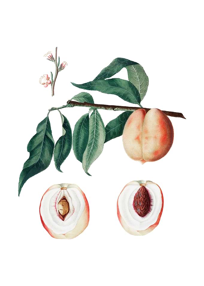 Vintage Peach on White