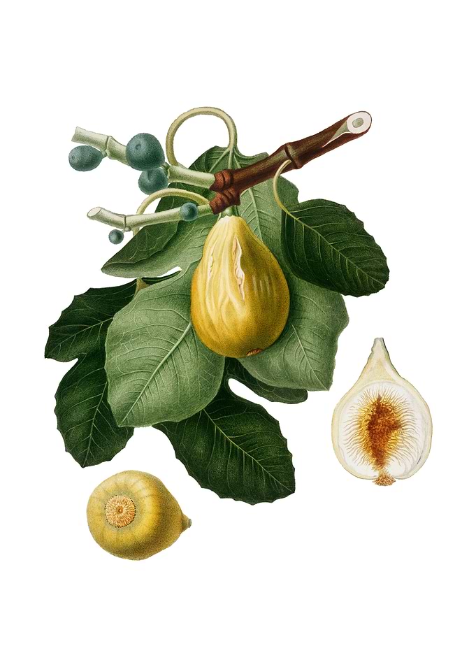 Vintage Common Fig Fruit