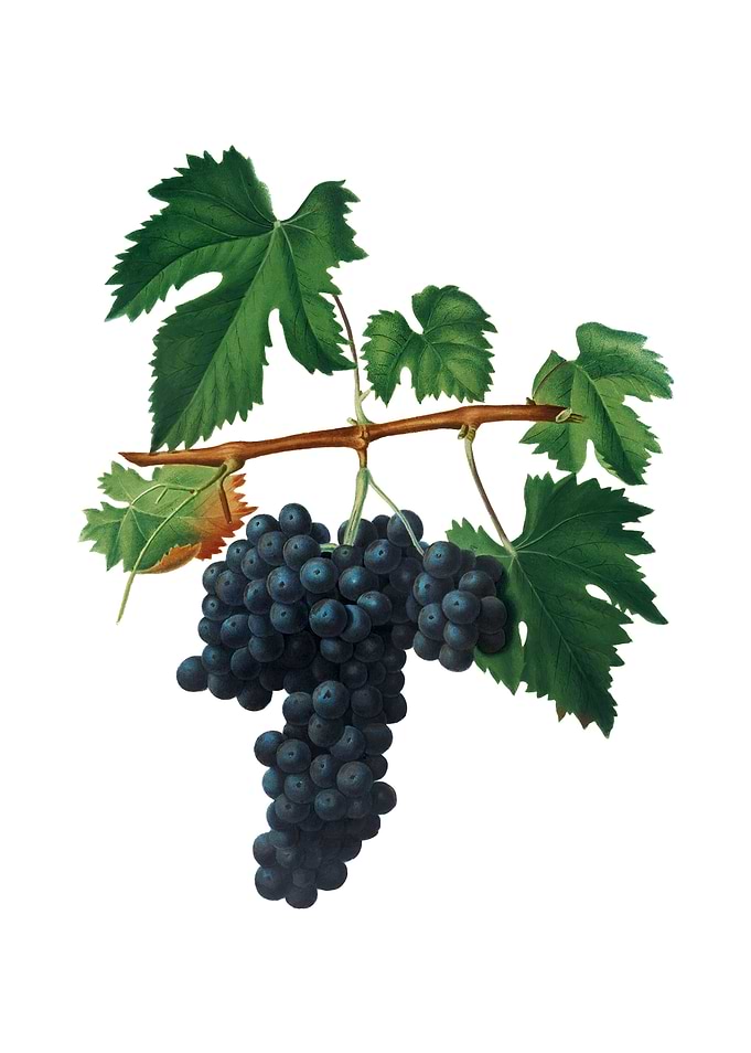 Vintage Lacrima Grapes
