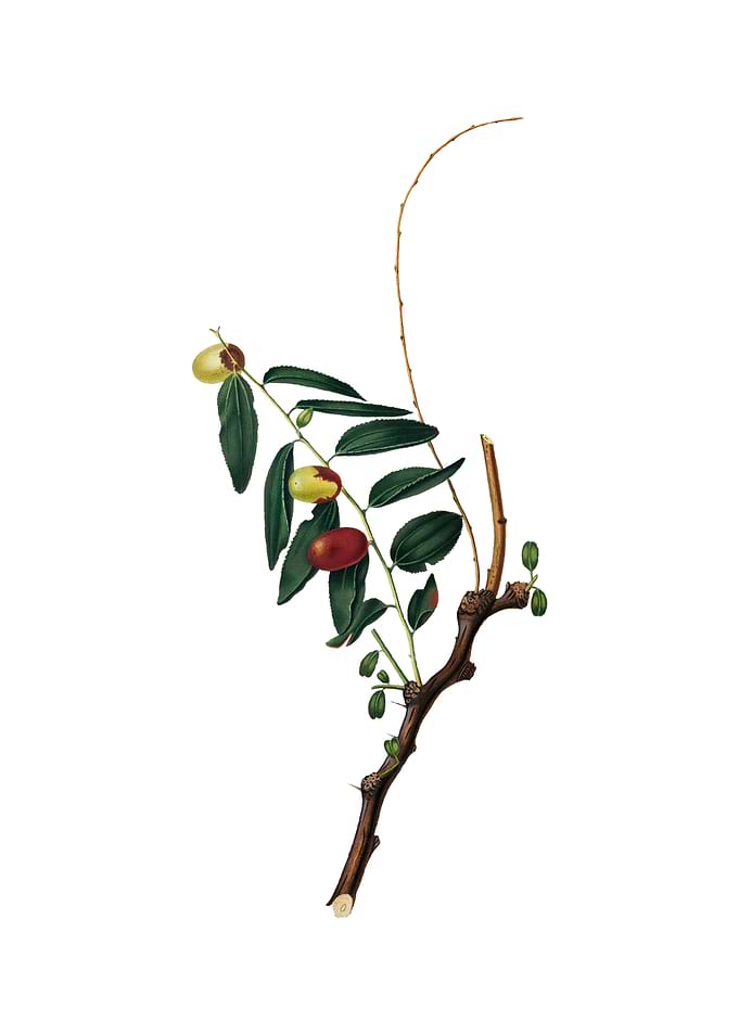 Vintage Jujube on White