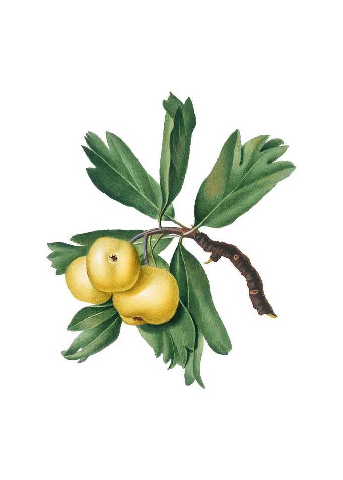 Vintage Hawthorne on White