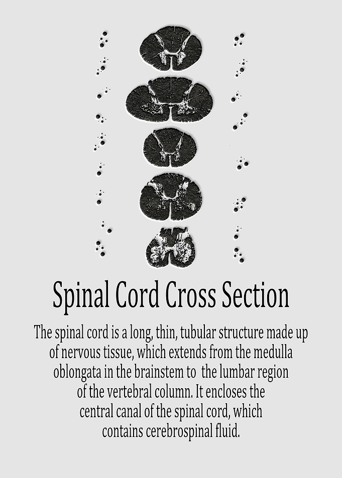 Spinal Cord Cross Section