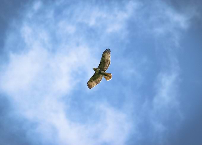 Soaring Hawk