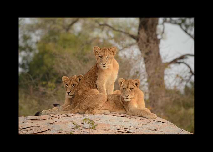 Lion