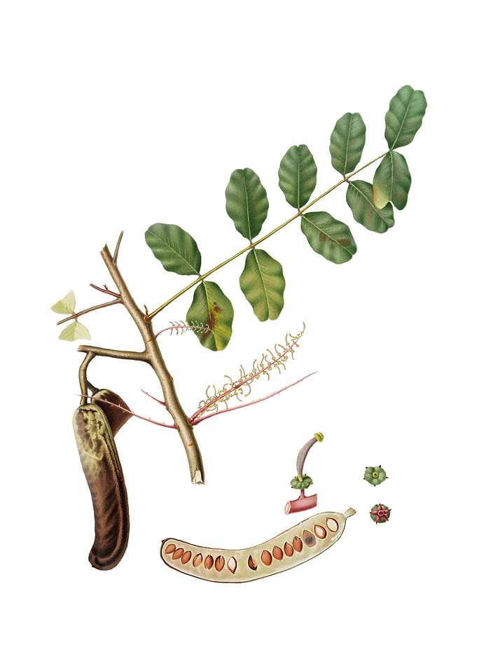 Vintage Carob on White
