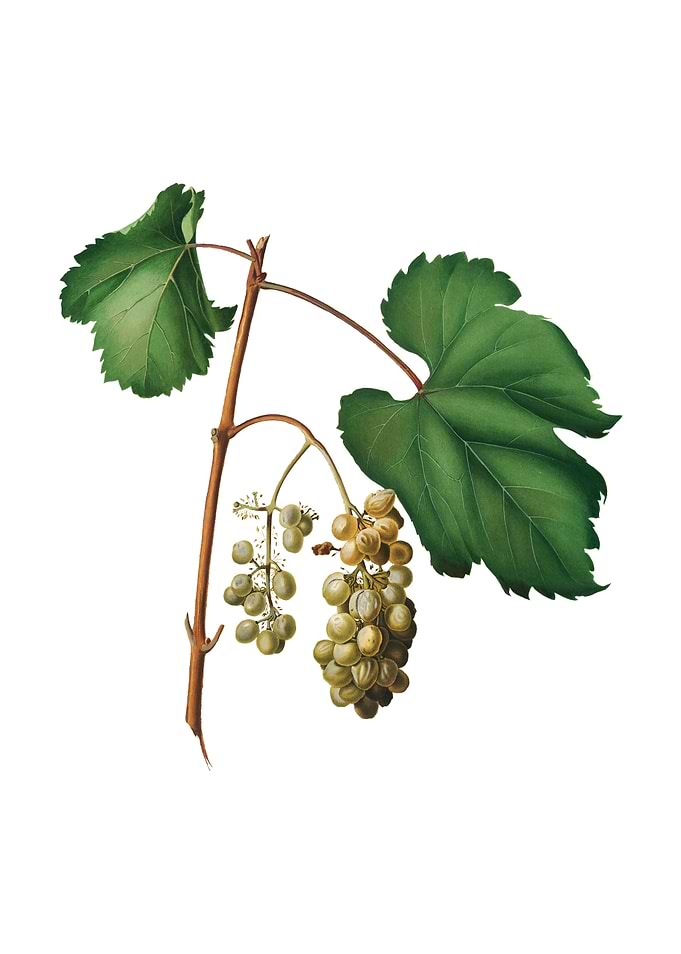 Vintage Friulli Grape