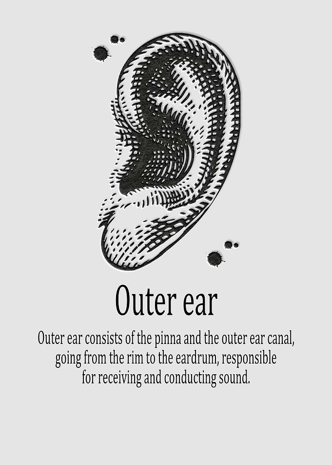 Outer ear