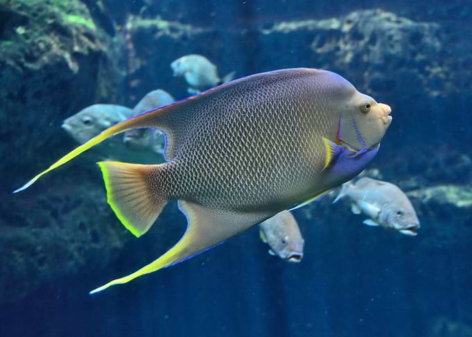 Exotic fish close up