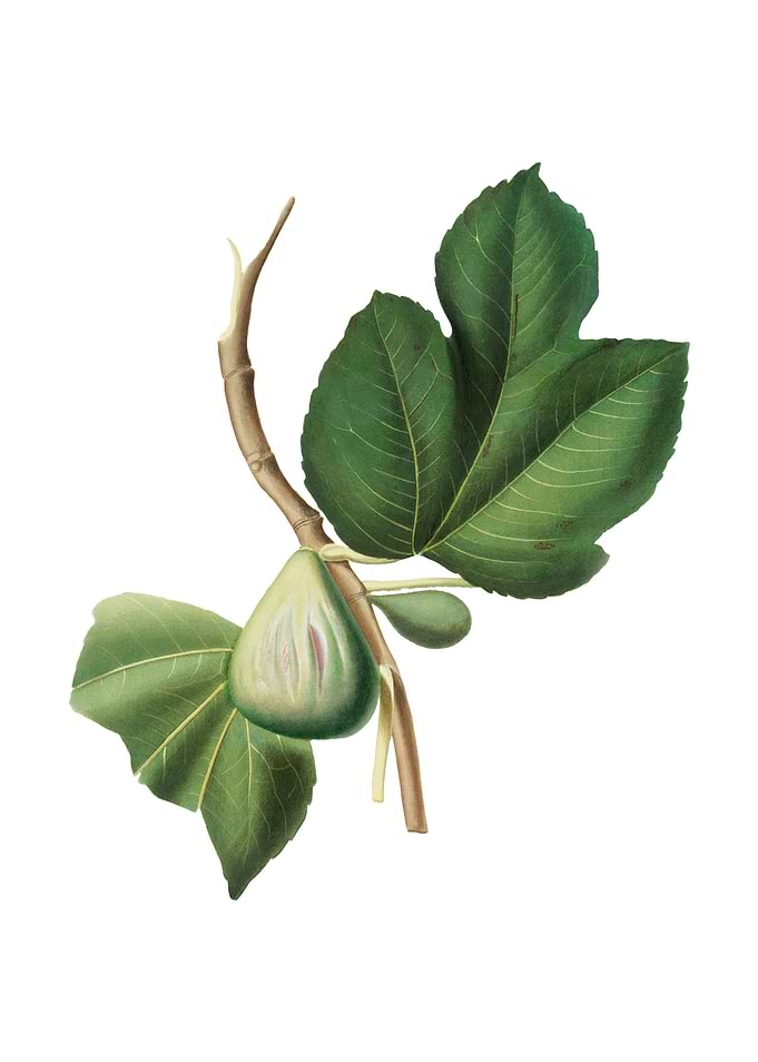 Vintage Fig Fruit on White