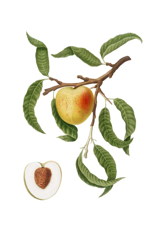 Vintage Peach on White