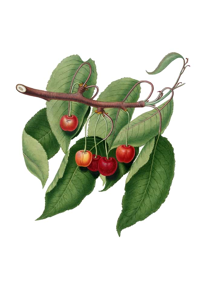 Vintage Cherry on White