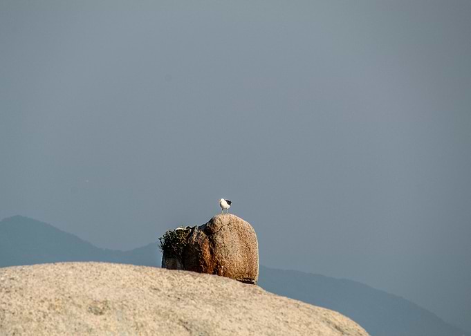 Lonely Bird