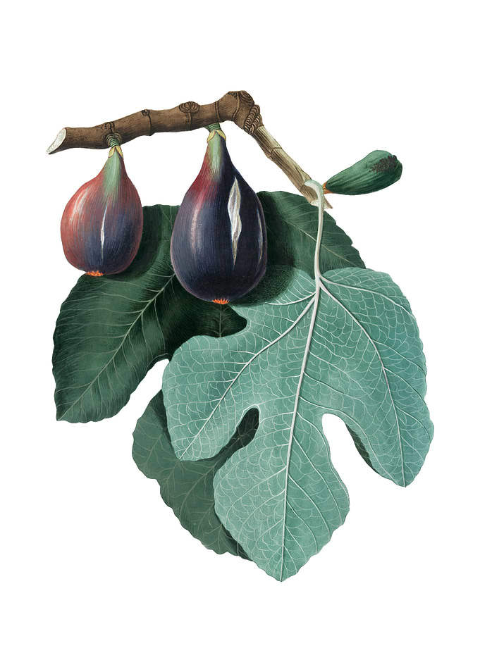 Vintage Fig Fruit on White