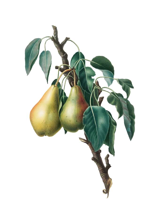 Vintage Lemon Pear Fruit