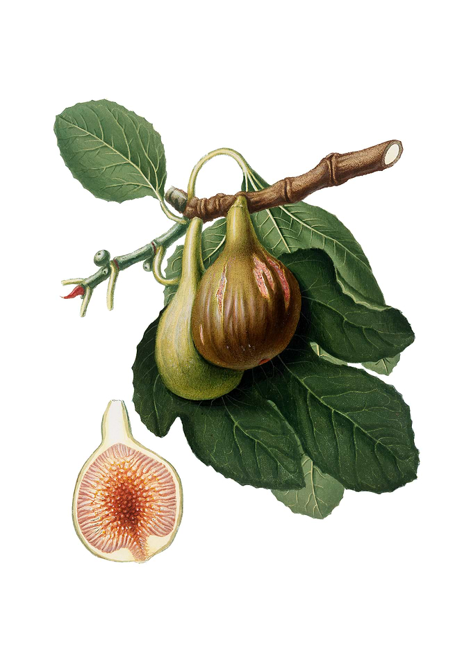 Vintage Fig Fruit on White