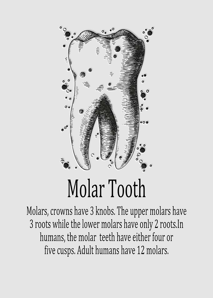 Molar Tooth