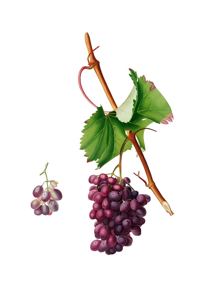 Vintage Grape Barbarossa