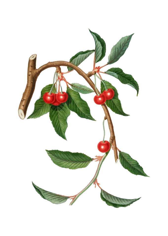 Vintage Cherry on White