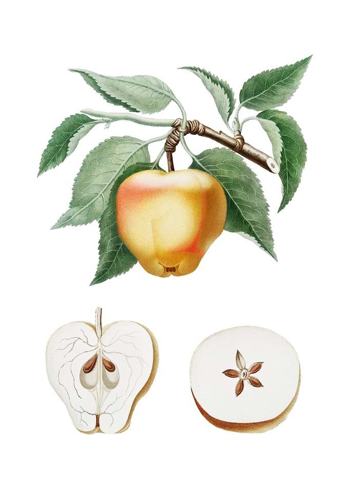 Vintage Carla Apple Fruit
