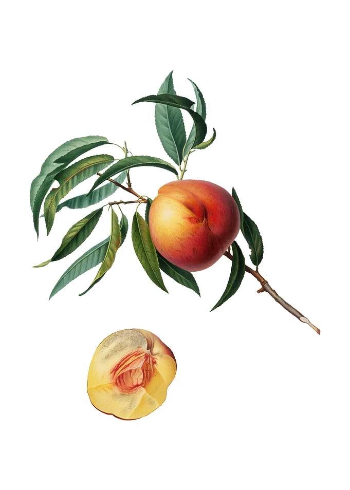 Vintage Peach on White