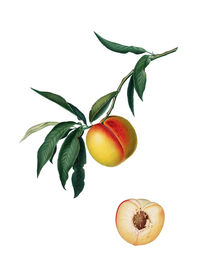 Vintage Peach on White