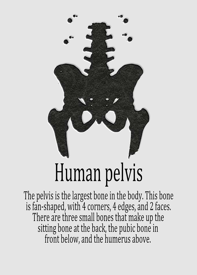 Human pelvis