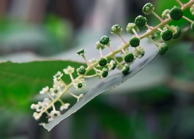 Small fruits