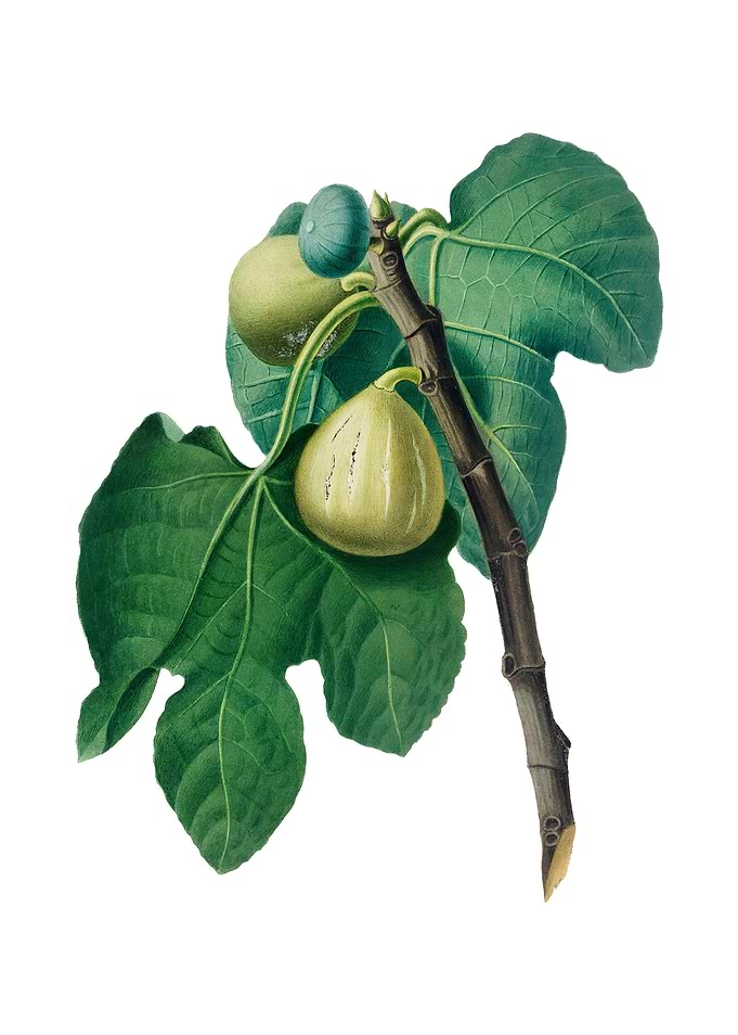 Vintage Fig Branch Fruit