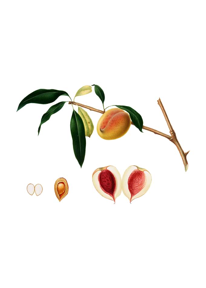 Vintage Peach on White