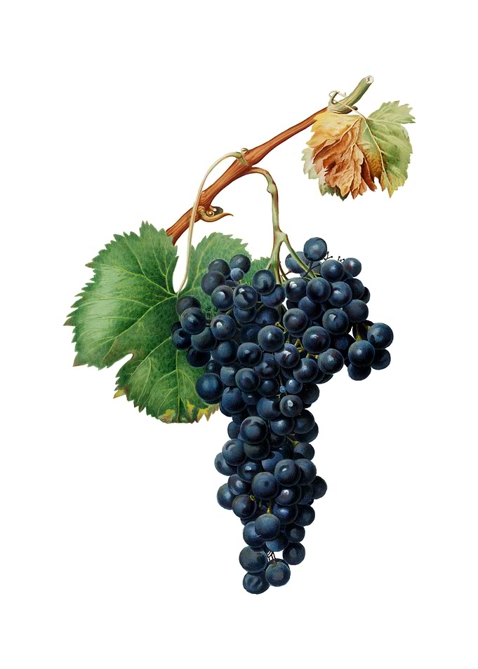 Vintage Grape Spanna Fruit