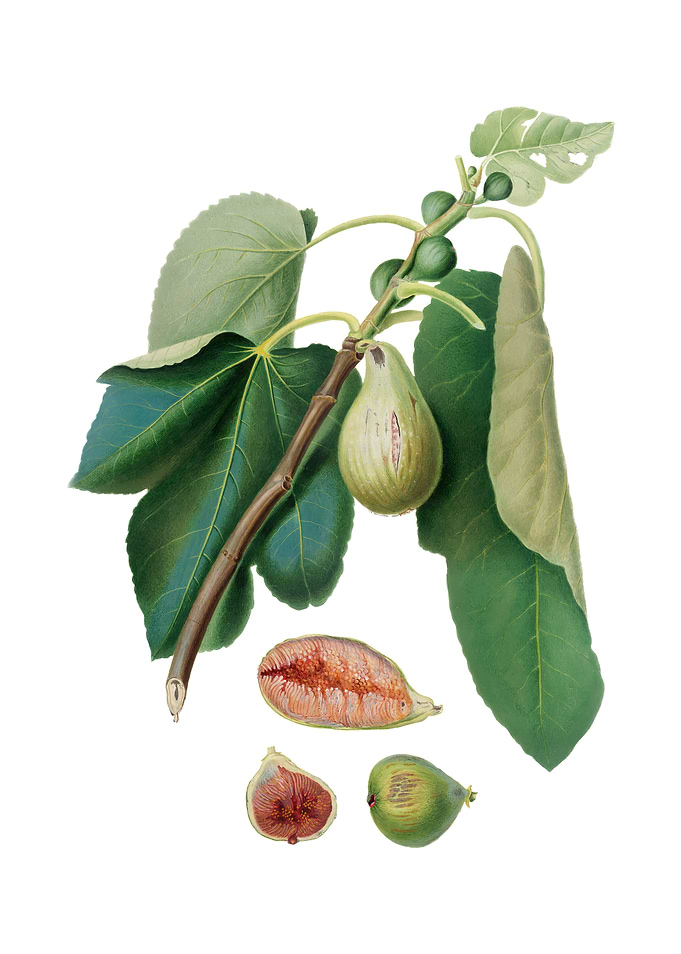 Vintage Monaco Fig Fruit