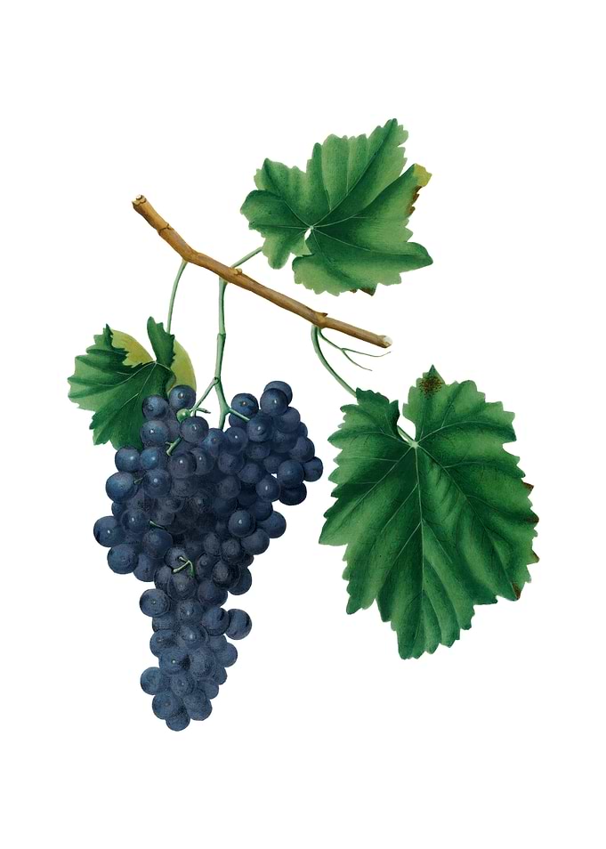 Vintage Lacrima Grapes