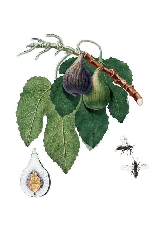 Vintage Fig Fruit on White